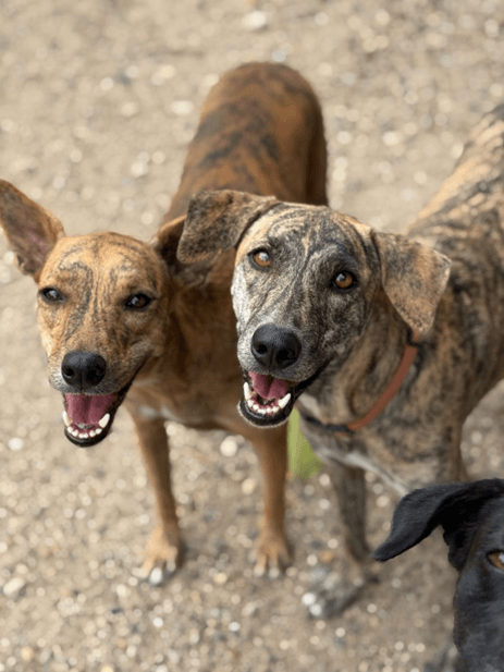 Afrika Y Pantera - Fundación Isla Animal